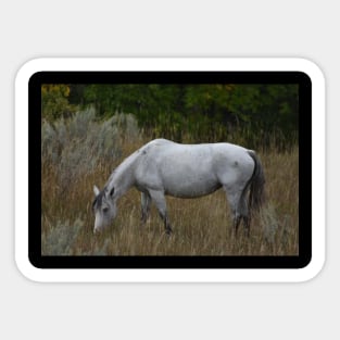 Grey Wild Horse Sticker